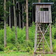 Blick auf einen Hochsitz im Wald