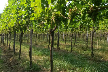 Blick in einen Weinberg