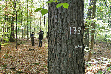 Studierende bei einer Waldbauübung. Im Vordergrund ein mit einer Nummer markierter Baum