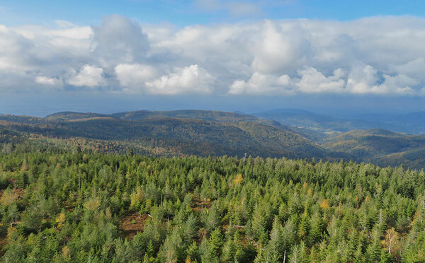 Blick über den Schwarzwald