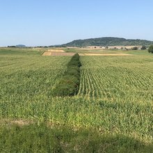 Maisfeld mit Hecke. In solchen Landschaften ist mit einer höheren Anzahl an Vögeln zu rechnen