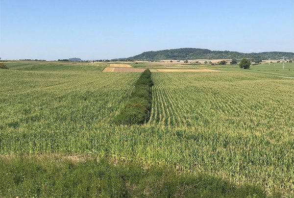 Maisfeld mit Hecke. In solchen Landschaften ist mit einer höheren Anzahl an Vögeln zu rechnen