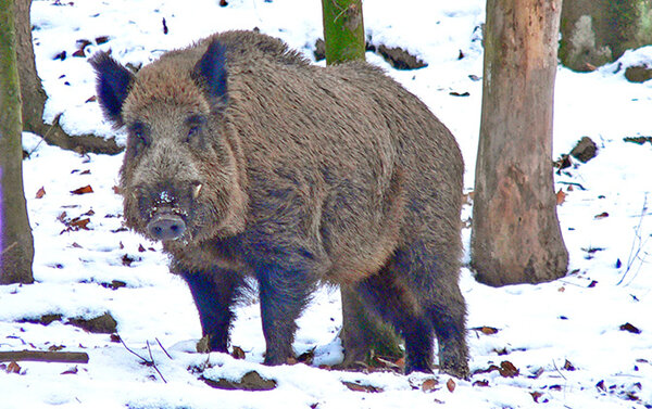 Wildschwein im Winter