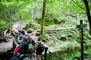 Studierende wandern über eine Brücke im Wald
