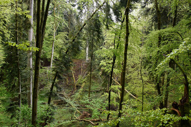 Blick in ein strukturreiches Naturwaldreservat mit umgestürzten und stehenden Bäumen