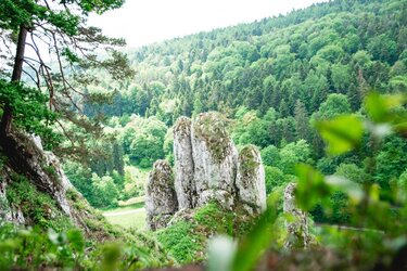 Felsen im Wald