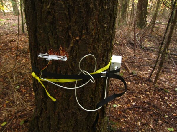 Ca. einhundertjährige Douglasie am Standort in Nordbayern (Limmersdorfer Forst)  mit automatischem Radial-Dendrometer  und Kambialtemperatursensor (links am Stamm) sowie einem Datenlogger (rechts).