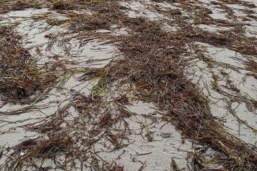 Seegras auf der Insel Poel