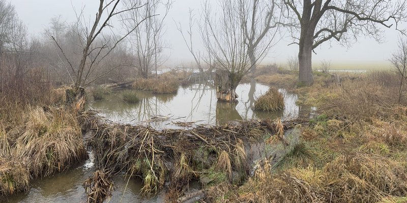 B.Sc. Water Resource Management Gestauter Bach