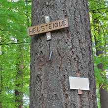 Stamm einer Douglasie mit Holzschild mit Wegname