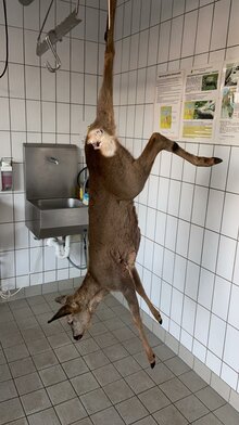 Reh hängt in der Wildkammer