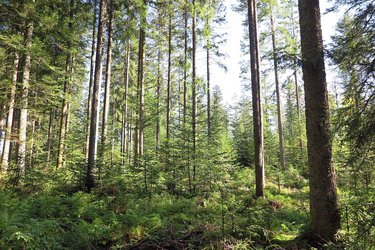 Blick in einen Nadelwaldbestand.