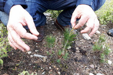 Naturverjüngung auf Waldbrandfläche