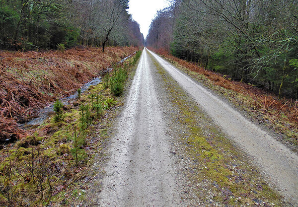 Blick auf einen geraden Waldweg