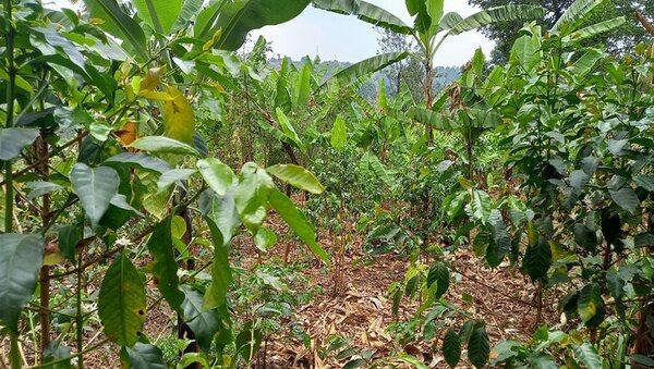 Agroforstfläche mit Kaffeesträuchern bei Giheta, Burundi, ©Megerle 2022