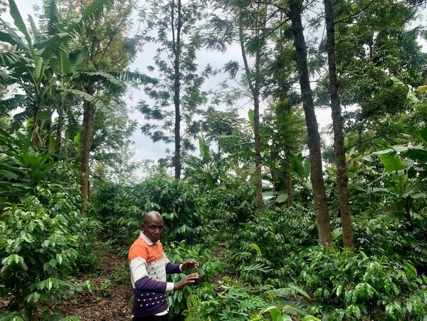 Ein Mann steht in einer Agroforstfläche mit Kaffeesträuchern bei Gitega, Burundi