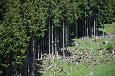 Blick auf eine Freifläche nach einem Lawinenereigniss