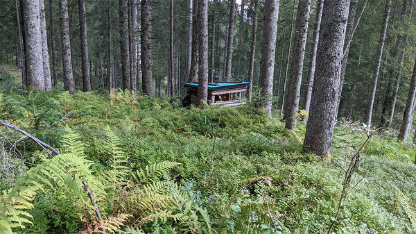 Ein Bodensitz steht versteckt im Wald