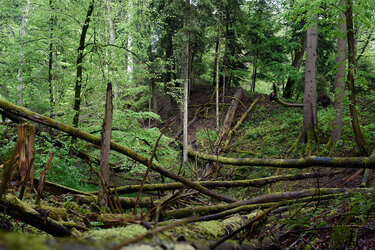 Blick in ein strukturreiches Naturwaldreservat mit umgestürzten und stehenden Bäumen