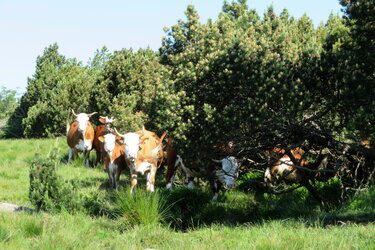 Grindenbeweidung im Nationalpark Schwarzwald mit Schwarzwälder Hinterwälder Rindern