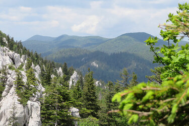 Blick auf einen Bergwald mit Felsen
