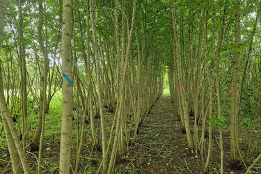 Blick in eine Kurzumtriebsplantage