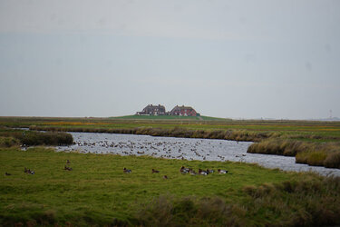 Blick über die Hallig Hooge und derren roten Häuser in der Ferne