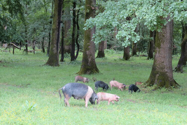 Schweine fressen auf einer Wiese am Waldrand