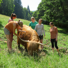 Studierende striegeln und streicheln einen Highland Cattle.