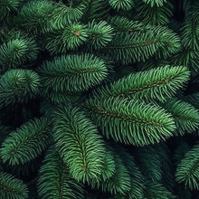 Nahaufnahme eines Weihnachtsbaumzweigs