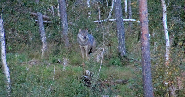 Wolf im Wald