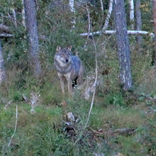 Wolf im Wald