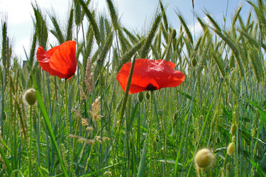 Klatschmohn