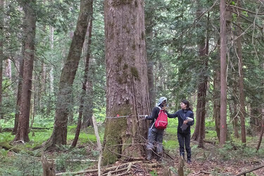 Zwei Frauen messen den Stammumfang am stehenden Baum mit einem Maßband