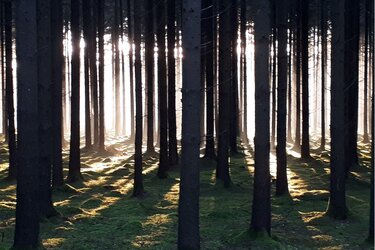 Blick in einen Nadelholz Reinbestand