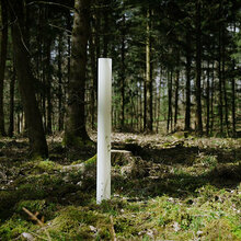 Wuchshülle im Wald