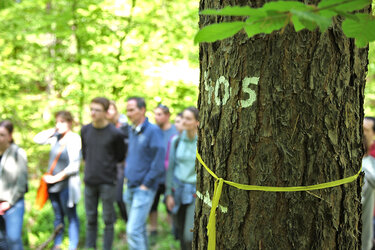 Versuchs- & Lehrwald - Baum mit Zahl 