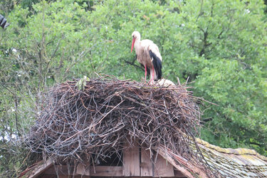 Storch steht im Storchennest