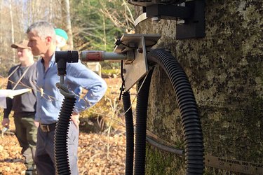 Messgerät an einem stehenden Baumstamm
