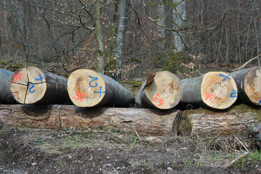 Buchenrundholz im Wald