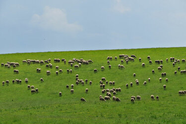Blick auf eine weitläufige Schafweide