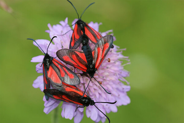 Platterbsen-Widderchen - Zygaena-osterodensis