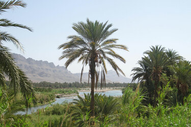 Blick auf eine Palme in Marokko