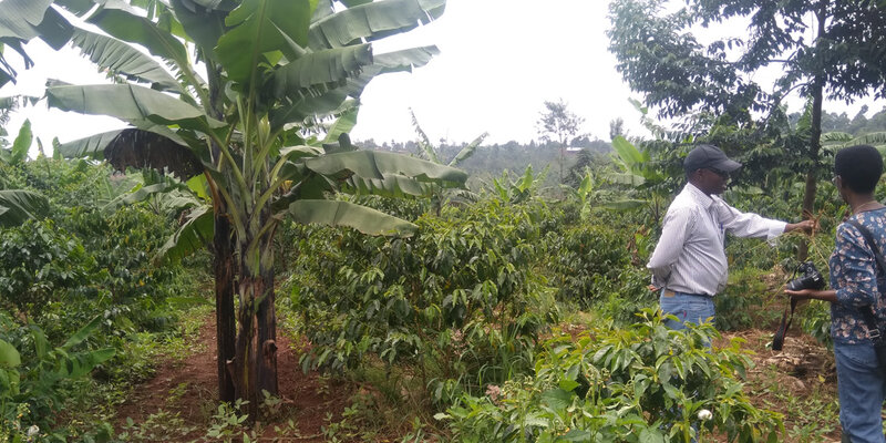 Plantage in Burundi
