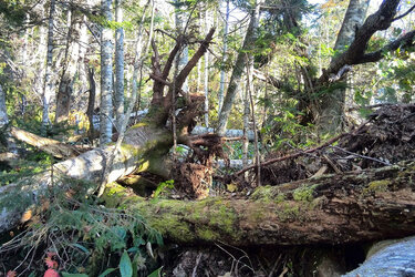 Blick in einen Wald mit stehenden und liegenden Totholz