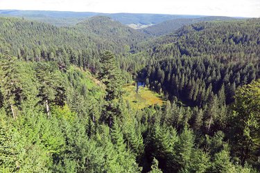 Blick von oben auf einen See über Nadelbäume hinweg.