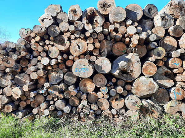Holzpolter in einem Hartholzaue-Wald bei Freiburg i. Brsg.