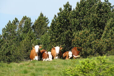 Grindenbeweidung im Nationalpark Schwarzwald mit Schwarzwälder Hinterwälder Rindern