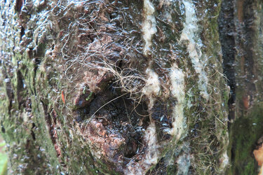 Bärenlitfaßsäule: Bärenhaare an einem Baum