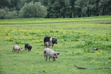 Turopolje-Schweine auf einer großen Weide